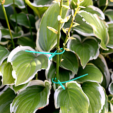 Подвязка растений, набор 50 шт, длина 17 см